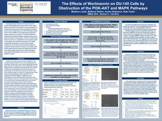 TEMPLATE DESIGN © 2008
www.PosterPresentations.com
The Effects of Wortmannin on DU-145 Cells by
Obstruction of the PI3K-AKT and MAPK Pathways
Madison Lewis, Matthew Rather, Austin Roberson, Kyle Taylor
BMED 3610 - Section C - Fall 2016
Prostate cancer is the second most common malignancy in men
worldwide, with approximately 14% of men becoming diagnosed over
their lifetime. Prostate cancer is also the second leading cause of cancer
death in American men, killing every 1 in 39 men diagnosed[2]
. Even as a
significant source of malignancy, few therapeutics have shown promise
in significantly reducing metastasis. Since its initial discovery as a
proto-oncogene, the serine/threonine kinase Akt has become a major
focus of attention because of its critical role in regulating diverse cellular
functions including metabolism, growth, proliferation, survival,
transcription, and protein synthesis[3]
. Dysregulation of the
phosphoinositide 3-kinase (PI3K/Akt) pathway is implicated in many
human diseases, such as cancer, where the mutations cause an increase
in the intrinsic activity of this pathway. MAPK has also been linked to
tumor growth and apoptosis in cancerous cells[4]
. Introducing
wortmannin, a steroid metabolite of the fungi Penicillium funiculosum,
has shown promise in being able to decrease activity of these pathways
in breast or colon cancers, but is relatively untested against prostate cell
lines. Knowing the prior success of wortmannin in decreasing the
activity of these pathways, it is hypothesized that the addition of
wortmannin to the DU-145 prostate cancer cell line will lead to a
decrease in expression of the PI3K/Akt pathway and possible
interference of the MAPK pathway. Furthermore, the decreased
expression of these paths will lead to an increase in cell death by
apoptosis. To test this, both CCK-8 viability assays and Muse flow
cytometry will be used to determine the morphological characteristics as
well as the overall expression of this pathway before and after treatment.
Hypothesis
Materials and Methods
Citations
Abstract
Introduction
Concentration (nM) 0 (control) 50 100* 250 400
Avg. Value 0.7621 0.6753 0.4186 0.2163 0.2037
Std. Dev 0.1377 0.2339 0.1418 0.0225 0.0079
% Control 100 88.6 54.93* 28.38 26.74
Dual PI3K/MAPK Flow Cytometry
Conclusion
Discussion
CCK-8 Cell Viability Assay Process
CCK-8 Analysis Results
Future Work
Dysregulated signal transduction from receptor tyrosine
kinases to phosphatidylinositol 3-kinase (PI3K) and AKT (protein
kinase B) occurs due to the inactivation of tumor suppressors[1]
. It
has also been discovered that in high concentrations wortmannin
also has shown inhibitory behavior of other PI3K-related enzymes
such as mTOR and MAPK. This disrupted signal transduction is
common among cancer cells. Here, it is demonstrated that the
introduction of the steroid metabolite, wortmannin, affects cancer
growth, specifically in these pathways. The DU-145 prostate cancer
cell line was chosen as a representative cell line and was explored
in many aspects once introduced to wortmannin. Cell viability,
morphological characteristics, as well as specific pathway
activation were all considered when determining the effects of
wortmannin. Results confirmed a decrease in cell viability as well
as PI3K pathway activation among cells treated with wortmannin.
These results suggest wortmannin as an effective therapeutic
agent against the dysregulation of the cell cycle, and directing
apoptotic cell death.
Analysis of the absorbance data collected from the plate reader on the
treated DU-145 cells at various concentrations showed a dose-
dependent relationship, with the highest concentration of wortmannin
showing the least amount of viable cells.
● DU-145 prostate cancer cells
● Eagle’s Minimum Essential Media
● Wortmannin
○ 10 mg acquired from Sigma-Aldrich in powder form
○ Dissolved in DMSO for 1000X dilution and stored at -20° C
● CCK-8 Assay Kit for cytotoxicity assay, plate reader
● PI3K/MAPK Dual Pathway Activation Kit
● Muse Cell Analyzer for flow cytometry
Figure 1: Absorbance
Values of Cells
Treated with
Wortmannin
Results of Dual PI3K/MAPK Flow Cytometry
1. Hua Zhong, Kelly Chiles, et al. Modulation of Hypoxia-inducible Factor 1α Expression
by the Epidermal Growth Factor/Phosphatidylinositol 3-Kinase/PTEN/AKT/FRAP
Pathway in Human Prostate Cancer Cells: Implications for Tumor Angiogenesis and
Therapeutics. Cancer Res March 15 2000 (60) (6) 1541-1545;
2. American Cancer Society. Key statistics for prostate cancer. March, 2016.
3. Cell Signaling Technology. PI3K/ Akt Signaling Pathway Description. 2014.
4. Wada T, Penninger JM. Mitogen-activated protein kinases in apoptosis
regulation. Oncogene. 2004 Apr 12;23(16):2838-49. Review. PubMed PMID:
15077147.
5. Edlind MP, Hsieh AC. PI3K-AKT-mTOR signaling in prostate cancer progression and
androgen deprivation therapy resistance. Asian Journal of Andrology.
2014;16(3):378-386. doi:10.4103/1008-682X.122876.
6. Sigma-Aldrich. Wortmannin from Penicillium funiculosum datasheet.
7. Aksamitiene, E., Kiyatkin, A., & Kholodenko, B. N. (2012). Cross-talk between
mitogenic Ras/MAPK and survival PI3K/Akt pathways: a fine balance. Biochemical
Society Transactions,40(1), 139-146.
Table 1: Absorbance Values from CCK-8 Assay Values of absorbance readings of the various
wortmannin treatment concentrations. The IC50
was found to be approximately 100 nM and this
concentration was used for later analysis.
Cells plated in 96-well plate from flask, 5000
cells/well in 200 μL EMEM/well, 15 wells
Cells incubated for 24 hours
Cells treated in triplicate with the following
treatments: Control (0 nM), 50 nM, 100 nM, 250
nM, 400 nM
Cells incubated for 48 hours
CCK-8 solution added from kit, incubated 1 hour
Absorbance measured in plate reader at 450
and 650 nm, data analyzed
Cells plated in 6-well plate from flask, 75000
cells/well in 3 mL EMEM/well, 6 wells
Cells incubated for 24 hours
Cells treated in triplicate with either
control (0 nM) or 100 nM, which was
found as IC50
Cells incubated for 48 hours
Cells trypsinized and pooled by treatment group
Flow cytometry performed in Muse Cell
Analyzer as instructed by user guide
Wortmannin will have a dose-dependent effect on DU-145 cells,
which will be seen in the cytotoxicity assay. In addition, wortmannin
will cause inactivation of the PI3K signaling pathway and cause cell
death by apoptosis, with evidence of the MAPK pathway also being
obstructed.
Wortmannin is a potent PI3K inhibitor that has shown promise in its
derivatives of treating malignant cancers. Prostate cancer growth is linked
heavily to the PI3K pathway, with evidence of cross-talk to the MAPK
pathway. Because wortmannin acts on this pathway it is logical to attempt to
develop new treatments based on its properties.
Our results show that high concentrations of wortmannin do cause cell
death. The phase contrast images provide evidence into the method in which
the cells died. Lack of cell debris within the media suggests the cells
underwent apoptosis instead of lysing from wortmannin exposure, which
may support claims that the MAPK pathway is linked to apoptosis when also
compared to the flow cytometry data. There was significant decrease in the
PI3K only activation when exposed to wortmannin, but dual PI3K/MAPK
activation was increased without much MAPK only activation, possibly also
meaning wortmannin causes an increase in the cross-talk among the
pathways.
Future studies should be conducted on DU-145 cells and the effects
of wortmannin to gain better understanding of why the MAPK and dual
pathways showed increased activation. Testing should be done with a
known MAPK inhibitor to understand if PI3K activity was inhibited or only
an increase in cross-talk occurs. It should also be examined why there
was a small, but present increase in the single activation of the MAPK
pathway. A western blot could also be used to examine MMP-9, NF-κB
p65, and β-actin (as a loading control) to quantify the proliferation effects
of wortmannin. This knowledge of pathway activation could be useful not
only for prostate cancer, but many metastatic cancers.
The CCK-8 cell viability assay results were as expected. They
showed that wortmannin has a dose-dependent cytotoxic effect on
DU-145 cells, with an IC50
of approximately 100 nM. This
concentration was used as the treatment group for flow cytometry.
The Muse analysis results were somewhat interesting. The
Muse Dual PI3K/MAPK Activation Kit showed that wortmannin
caused a decrease in single activation of the PI3K pathway, an
increase in the dual PI3K/MAPK pathway activation, and a small
increase in the MAPK pathway activation. As seen in Figure 5,
there is little cell debris seen. This suggests that wortmannin may
have an impact on the cross-talk present within DU-145 cells and
may have caused an increase in apoptosis due to the increase in
both MAPK single activation and MAPK within the dual activation
group as well.
Figure 3: Phase contrast image of DU-145
Control Cells This image shows untreated
DU-145 cells after incubating for 48 hours in a
96-well plate. The cells have grown tremendously
and cover the plate, making individual cells nearly
indistinguishable.
Figure 2: Results of Dual PI3K/MAPK Pathway
Activation Kit with Control (0 nM) wortmannin
Concentration First, cells were sized in order to
eliminate debris from the analysis. On the second
chart, it can be seen that most activation was
present in the PI3K pathway alone. Dual activation
was also present. MAPK signal pathway activation
was not activated.
Figure 4: Results of Dual PI3K/MAPK Pathway
Activation Kit with IC50
(100 nM) wortmannin
Concentration Cells were sized in order to
eliminate debris from the analysis. It can be seen
in the second chart that most activation was dual
PI3K/MAPK, increasing almost 21%. PI3K
activation did decrease by 14%. MAPK signal
pathway activation was expressed in a very small
amount.
Figure 5: Phase contrast image of DU-145 IC50
Cells This image shows DU-145 cells treated with
100 nM wortmannin after incubating for 48 hours
in a 96-well plate. The cells have grown, but are
not quite as plentiful as the control group. Gaps
are present in the covering of the cell surface, and
individual cells can be seen. There is little debris
present, which may be evidence of apoptosis.
 