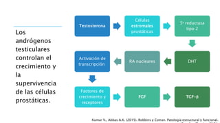 Testosterona
Células
estromales
prostáticas
5α reductasa
tipo 2
DHT
RA nucleares
Activación de
transcripción
Factores de
crecimiento y
receptores
FGF TGF-β
Kumar V., Abbas A.K. (2015). Robbins y Cotran. Patología estructural y funcional.
Los
andrógenos
testiculares
controlan el
crecimiento y
la
supervivencia
de las células
prostáticas.
 