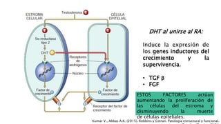 Kumar V., Abbas A.K. (2015). Robbins y Cotran. Patología estructural y funcional.
DHT al unirse al RA:
Induce la expresión de
los genes inductores del
crecimiento y la
supervivencia.
• TGF β
• FGF
ESTOS FACTORES actúan
aumentando la proliferación de
las células del estroma y
disminuyendo la muerte
de células epiteliales.
 