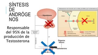 Responsable
del 95% de la
producción de
Testosterona
SÍNTESIS
DE
ANDRÓGE
NOS
 
