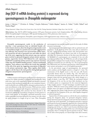 ©
2008LANDESBIOSCIENCE.DONOTDISTRIBUTE.
 Fly 2008; Vol. 2 Issue 1
Drosophila spermatogenesis results in the production of
­sixty‑four ~2-mm spermatozoa from an individual founder cell.
Little is known, however, about the elongation of spermatids to such
an extraordinary length. In a partial screen of a GFP-tagged protein
trap collection, four insertions were uncovered that exhibit expres‑
sion toward the tail ends of spermatid cysts and within the apical
tip of the testis, suggesting that these protein traps may represent
genes involved in spermatid elongation and pre-meiotic spermato‑
genesis, respectively. Inverse PCR followed by cycle sequencing
and BLAST revealed that all four protein traps represent insertions
within Imp (IGF-IImRNA binding protein), a known translational
regulator. Testis enhancer trap analysis also reveals Imp expression
in the cells of the apical tip, suggesting transcription of Imp prior
to the primary spermatocyte stage. Taken together, these results
suggest a role for Imp in the male germline during both spermatid
elongation and premeiotic spermatogenesis.
Introduction
Cellular extension and elongation mechanisms are related processes
necessary for cellular spreading via filopodia and lamellipodia, along
with events such as the outgrowth of axonal and dendritic processes
in neurons. Both mechanisms involve the on site translation of previ-
ously localized β-actin mRNA and the subsequent polymerization of
actin microfilaments at the site of extension. While previous studies
have focused on extension and elongation mechanisms in neurons
and cultured fibroblasts, little attention has been devoted to the
mechanisms behind the extraordinary elongation of male gametes in
certain insect species. In Drosophila, spermatid maturation occurs
within a germline syncytium defined by two somatic cyst cells, where
the sperm ­elongate to a length of up to 2 mm. Thus, Drosophila
spermatogenesis may provide a model system for the study of cellular
extension ­mechanisms.
Spermatogenesis in Drosophila begins with an anchored stem cell
population. At the apical tip of the testis, stem cells are anchored to
the hub, a group of non-dividing somatic cells. Each germline stem
cell is directly flanked by two somatic stem cells, or cyst progenitor
cells (Fig. 1A). Asymmetric division of the three stem cells results in
the formation of a spermatogenic cyst comprised of two cyst cells
encasing a gonialblast (Fig. 1B). While the cyst cells no longer divide,
the gonialblast undergoes four rounds of mitosis, resulting in 16 sper-
matogonia encased by two cyst cells (Fig. 1C). The 16 spermatogonia
then differentiate into 16 primary spermatocytes, which subsequently
enter meiosis and produce a cyst of 64 haploid spermatids.1
In the post-meiotic stages of spermatogenesis, the spermatid
nuclei condense and the flagella extend to a length of ~2 mm. The
construction of the flagella occurs as the two cyst cells become
structurally distinct from one another (Fig. 1D). The head cyst
cell remains associated with the sperm heads while the tail cyst cell
elongates along with the growing sperm tails, which elongate to a
length of almost 2 mm (Fig. 1D).1 While the mechanism behind
the elongation of the cyst has not been fully elucidated, one line
of evidence points to a requirement for the conserved oligometric
Golgi complex protein 5 (Cog5) homologue encoded by four way
stop (fws).2 While fws mutant testes exhibit ovoid cysts which fail to
elongate, these cysts appear to be filled with elongated tangled sperm
tails, suggesting that proper Golgi function and vesicular trafficking
are required for the elongation of the cyst, while flagellar elongation
is achieved separately.2
Separate lines of evidence point to a role for the actin ­cytoskeleton
during the elongation phase. As spermatid elongation initiates,
fusome‑derived α-spectrin, β-spectrin and actin become localized to
the distal tips of the spermatids.3 As elongation proceeds, α-spectrin
and β-spectrin become hexagonally organized into a honeycomb-like
elongation complex (EC) responsible for membrane deposition at the
elongating end of the cyst, while F-actin becomes distributed along
the length of the flagella, extending all the way to the distal tips of the
spermatids, where it overlaps the spectrin proteins in the EC.4 When
the EC fails to form properly, as in dynein light chain (dlc1) mutants,
Allele Report
Imp (IGF-II mRNA-binding protein) is expressed during
spermatogenesis in Drosophila melanogaster
James J. Fabrizio,1,* Christina A. Hickey,2 Cecylia Stabrawa,2 Vadim Meytes,2 Jessica A. Hutter,2 Caitlin Talbert2 and
Nadine Regis2
1Biology Department; College of Mount Saint Vincent; Bronx, New York USA; 2Biology Department; Manhattan College; Bronx, New York USA
Abbreviations: Imp, IGF-II mRNA binding protein; GFP, green fluorescent protein; LacZ, β-galactosidase; IBE, Imp-binding element;
dFXR, Drosophila fragile X-related gene; ZBP, zipcode-binding protein; PCR, polymerase chain reaction
Key words: Imp, spermatogenesis, Drosophila, sperm elongation, GFP-tagged protein traps, enhancer traps
*Correspondence to: James J. Fabrizio; Biology Department; College of Mount Saint
Vincent; 6301 Riverdale Avenue; Bronx, New York 10471 USA; Tel.: 718.405.3393;
Email: James.Fabrizio@mountsaintvincent.edu
Submitted: 05/31/07; Revised: 01/11/08; Accepted: 01/31/08
Previously published online as a Fly E-publication:
http://www.landesbioscience.com/journals/fly/article/5659
[Fly 2:1, -6; January/February 2008]; ©2008 Landes Bioscience
 