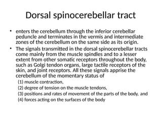 Dorsal spinocerebellar tract
• enters the cerebellum through the inferior cerebellar
peduncle and terminates in the vermis and intermediate
zones of the cerebellum on the same side as its origin.
• The signals transmitted in the dorsal spinocerebellar tracts
come mainly from the muscle spindles and to a lesser
extent from other somatic receptors throughout the body,
such as Golgi tendon organs, large tactile receptors of the
skin, and joint receptors. All these signals apprise the
cerebellum of the momentary status of
(1) muscle contraction,
(2) degree of tension on the muscle tendons,
(3) positions and rates of movement of the parts of the body, and
(4) forces acting on the surfaces of the body
 
