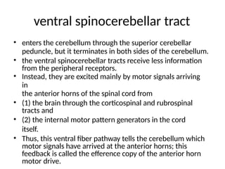 ventral spinocerebellar tract
• enters the cerebellum through the superior cerebellar
peduncle, but it terminates in both sides of the cerebellum.
• the ventral spinocerebellar tracts receive less information
from the peripheral receptors.
• Instead, they are excited mainly by motor signals arriving
in
the anterior horns of the spinal cord from
• (1) the brain through the corticospinal and rubrospinal
tracts and
• (2) the internal motor pattern generators in the cord
itself.
• Thus, this ventral fiber pathway tells the cerebellum which
motor signals have arrived at the anterior horns; this
feedback is called the efference copy of the anterior horn
motor drive.
 