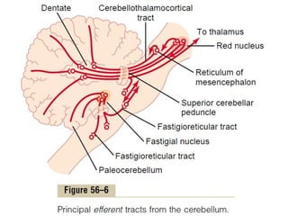 (9) cerebelluml (1).pptx presentation pp