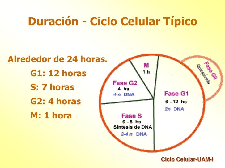 Resultado de imagen para ciclo celular faseg-1