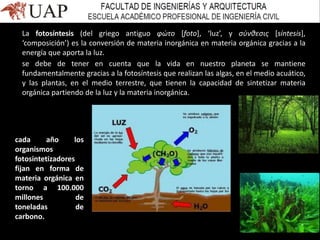 La fotosíntesis (del griego antiguo φώτο [foto], ‘luz’, y σύνθεσις [síntesis],
‘composición’) es la conversión de materia inorgánica en materia orgánica gracias a la
energía que aporta la luz.
se debe de tener en cuenta que la vida en nuestro planeta se mantiene
fundamentalmente gracias a la fotosíntesis que realizan las algas, en el medio acuático,
y las plantas, en el medio terrestre, que tienen la capacidad de sintetizar materia
orgánica partiendo de la luz y la materia inorgánica.
cada año los
organismos
fotosintetizadores
fijan en forma de
materia orgánica en
torno a 100.000
millones de
toneladas de
carbono.
 