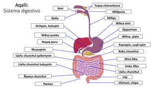 Chunchul 9 CLASE HM Sistema de Salud Cuerpo Humano quechua II 2024 - 1.pdf