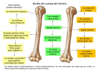 HUMERO ANATOMIA RUTH CORDOVA | PPT