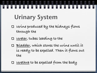 Urinary System
Urine produced by the kidneys flows
through the
Ureter, tubes leading to the
Bladder, which stores the urine until it
is ready to be expelled. Then it flows out
the
Urethra to be expelled from the body
 
