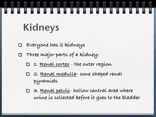 Kidneys
Everyone has 2 kidneys
Three major parts of a kidney:
   1. Renal cortex - the outer region
   2. Renal medulla- cone shaped renal
   pyramids
   3. Renal pelvis- hollow central area where
   urine is collected before it goes to the bladder
 
