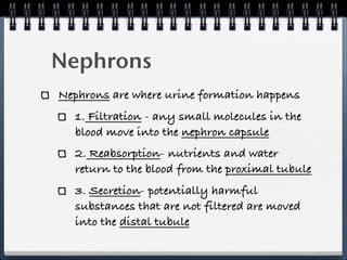 Nephrons
Nephrons are where urine formation happens
  1. Filtration - any small molecules in the
  blood move into the nephron capsule
  2. Reabsorption- nutrients and water
  return to the blood from the proximal tubule
  3. Secretion- potentially harmful
  substances that are not filtered are moved
  into the distal tubule
 