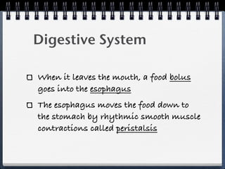 Digestive System

When it leaves the mouth, a food bolus
goes into the esophagus
The esophagus moves the food down to
the stomach by rhythmic smooth muscle
contractions called peristalsis
 