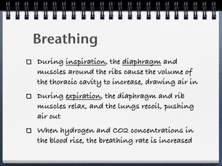 Breathing
During inspiration, the diaphragm and
muscles around the ribs cause the volume of
the thoracic cavity to increase, drawing air in
During expiration, the diaphragm and rib
muscles relax, and the lungs recoil, pushing
air out
When hydrogen and CO2 concentrations in
the blood rise, the breathing rate is increased
 