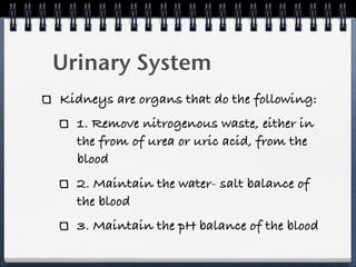 Urinary System
Kidneys are organs that do the following:
  1. Remove nitrogenous waste, either in
  the from of urea or uric acid, from the
  blood
  2. Maintain the water- salt balance of
  the blood
  3. Maintain the pH balance of the blood
 