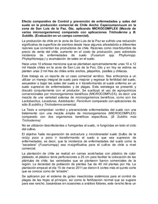 Efecto comparativo de Control y prevención de enfermedades y sales del
suelo en la producción comercial de Chile Ancho Cap...