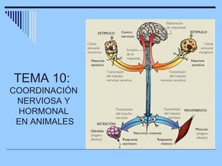 TEMA 10:
COORDINACIÓN
NERVIOSA Y
HORMONAL
EN ANIMALES
 