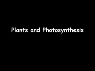 9 c plants and photosynthesis