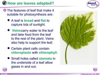 © Boardworks Ltd 20041 of 20 © Boardworks Ltd 200513 of 24
How are leaves adapted?
The features of leaf that make it
suitable for photosynthesis are:
 A leaf is broad and flat to
capture lots of sunlight.
 carry water to the leaf
and take food from the leaf
to the rest of the plant. Veins
also help to support the leaf.
 Certain plant cells contain
chloroplasts with chlorophyll.
 Small holes called stomata in
the underside of a leaf allow
gases in and out.
 Veins
 
