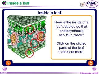 © Boardworks Ltd 20041 of 20 © Boardworks Ltd 200514 of 24
Inside a leaf
 