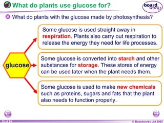 © Boardworks Ltd 20041 of 20 © Boardworks Ltd 200515 of 24
What do plants use glucose for?
glucose
Some glucose is used straight away in
respiration. Plants also carry out respiration to
release the energy they need for life processes.
Some glucose is converted into starch and other
substances for storage. These stores of energy
can be used later when the plant needs them.
Some glucose is used to make new chemicals
such as proteins, sugars and fats that the plant
also needs to function properly.
What do plants with the glucose made by photosynthesis?
 