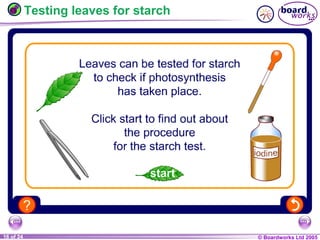 © Boardworks Ltd 20041 of 20 © Boardworks Ltd 200516 of 24
Testing leaves for starch
 