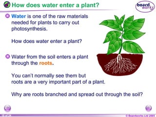 © Boardworks Ltd 20041 of 20 © Boardworks Ltd 200518 of 24
How does water enter a plant?
Water is one of the raw materials
needed for plants to carry out
photosynthesis.
How does water enter a plant?
Water from the soil enters a plant
through the roots.
You can’t normally see them but
roots are a very important part of a plant.
Why are roots branched and spread out through the soil?
 