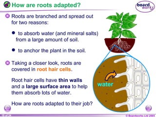 © Boardworks Ltd 20041 of 20 © Boardworks Ltd 200519 of 24
How are roots adapted?
Roots are branched and spread out
for two reasons:
 to absorb water (and mineral salts)
from a large amount of soil.
 to anchor the plant in the soil.
Taking a closer look, roots are
covered in root hair cells.
Root hair cells have thin walls
and a large surface area to help
them absorb lots of water.
How are roots adapted to their job?
water
 