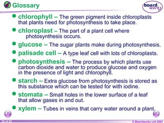 © Boardworks Ltd 20041 of 20 © Boardworks Ltd 200522 of 24
Glossary
chlorophyll – The green pigment inside chloroplasts
that plants need for photosynthesis to take place.
chloroplast – The part of a plant cell where
photosynthesis occurs.
glucose – The sugar plants make during photosynthesis.
palisade cell – A type leaf cell with lots of chloroplasts.
photosynthesis – The process by which plants use
carbon dioxide and water to produce glucose and oxygen
in the presence of light and chlorophyll.
starch – Extra glucose from photosynthesis is stored as
this substance which can be tested for with iodine.
stomata – Small holes in the lower surface of a leaf
that allow gases in and out.
xylem – Tubes in veins that carry water around a plant.
 