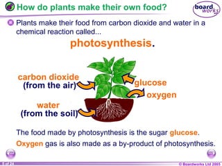 © Boardworks Ltd 20041 of 20 © Boardworks Ltd 20055 of 24
How do plants make their own food?
Plants make their food from carbon dioxide and water in a
chemical reaction called...
photosynthesis.
The food made by photosynthesis is the sugar glucose.
Oxygen gas is also made as a by-product of photosynthesis.
oxygen
glucose
carbon dioxide
(from the air)
water
(from the soil)
 