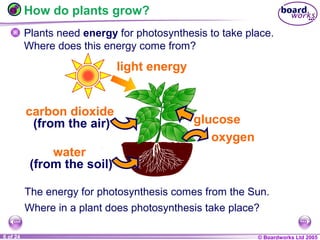 © Boardworks Ltd 20041 of 20 © Boardworks Ltd 20056 of 24
How do plants grow?
Plants need energy for photosynthesis to take place.
Where does this energy come from?
The energy for photosynthesis comes from the Sun.
Where in a plant does photosynthesis take place?
oxygen
glucose
carbon dioxide
(from the air)
water
(from the soil)
light energy
 