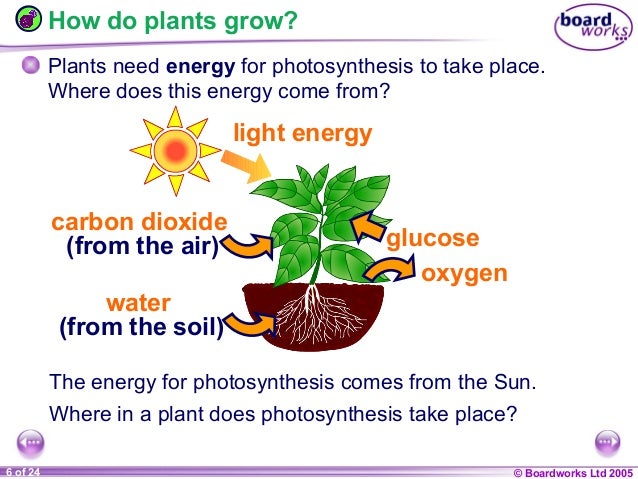 9 c plants and photosynthesis