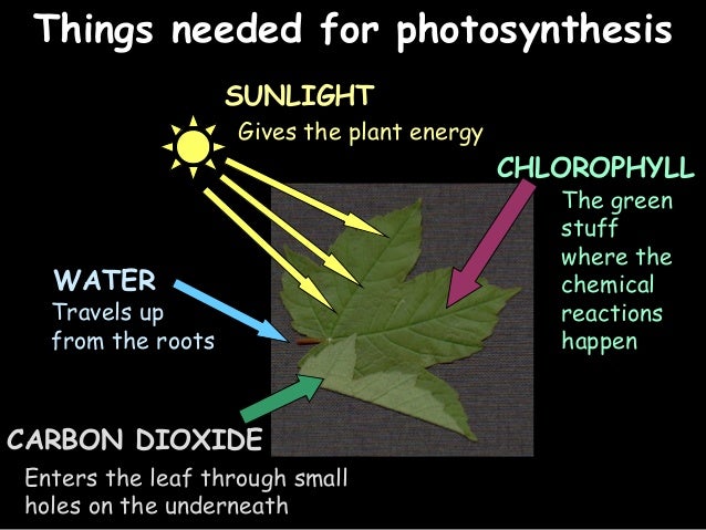 What is the definition of photosynthesis picture