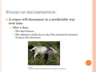 STAGES OF DECOMPOSITION.


A corpse will decompose in a predictable way
over time.


After 4 days.
The skin blisters.
 The abdomen swells due to the CO2 released by bacteria
living in the intestines.


Source:
http://en.wikipedia.org/wiki/Forensic_entomological_decomposition

 