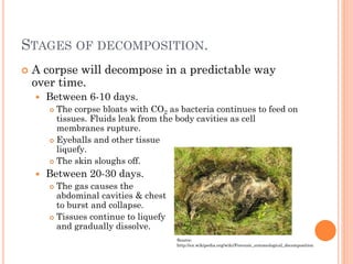 STAGES OF DECOMPOSITION.


A corpse will decompose in a predictable way
over time.


Between 6-10 days.
The corpse bloats with CO2 as bacteria continues to feed on
tissues. Fluids leak from the body cavities as cell
membranes rupture.
 Eyeballs and other tissue
liquefy.
 The skin sloughs off.




Between 20-30 days.
The gas causes the
abdominal cavities & chest
to burst and collapse.
 Tissues continue to liquefy
and gradually dissolve.


Source:
http://en.wikipedia.org/wiki/Forensic_entomological_decomposition

 