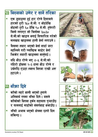 sfFqmf] v]tL k|ljlw
!)	la?jfsf] pd]/ / ;fg]{ tl/sf
Ps 8ofªdf b'O{ xf/ /f]Kg] lx;fjn]
xf/sf] b'/L !%) ;]=dL= / af]6b]lv
af]6sf] b'/L ^) b]lv () ;]=dL= x'g]u/L
lrgf] nufP/ ;f] lrgf]df #)x#)
;]=dL=sf] vf8n agfO{ l;kmfl/; u/]sf]
dnvfb vf8ndf xfnL a]gf{ nufpg] .
y}nfdf tof/ ePsf] a]gf{ ;fbf{ h/f
gxlNng] u/L Knfli6s sf6]/ a]gf{
lems]/ tof/L vf8ndf ;fg{'k5{ .
olb aLp /f]Kg] eP $–% ;]=dL=sf]
ulx/f] 8f]adf @–# bfgf aLp /f]Kg] /
pd|]kl5 Pp6f :j:y lj?jf /fvL c¿
x6fpg] .
!!	yfFqmf lbg]
sf“qmf] nx/] afnL ePsf] x'gfn]
clgjfo{ ?kdf yf“qmf lbg] . o;n]
sf“qmf]sf] la?jf x's{g ;xfotf k'¥ofp“5
/ kmnnfO{ df6f]sf] ;+;u{af6 arfp“5 .
yf“qmf] cefj ePsf] If]qdf 5fkf] lbg
;lsG5 .
ð
ð
ð
ð
ð
Illustrations courtesy FAO Nepal.
!%) ;]=dL=
^)–() ;]=dL=
#) ;]=dL=
#) ;]=dL=
 