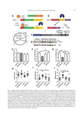 P.R. Spilman et al. / Netrin-1 Disrupts Aβ Ampliﬁcation 233
Fig. 3. Increased netrin-1 expression reduces A␤1-40 and A␤1-42 in vivo. A) In netrin-1 inducible mice, doxycycline (Dox) administration
allows binding of rtTA to the TRE element, activation of the promoter and expression of CRE recombinase (CRE). The construct shows the
cloning site wherein the NSE promoter was added to control rtTA expression. B) The recombinase then excises luciferase- lox p elements
on the second gene allowing read-through of the netrin-1 gene and protein expression. The netrin-inducible mice were crossed with (C) J20
mice carrying huA␤PPSwe/Ind wherein the Swedish mutation increases BACE1 cleavage of the A␤PP, and the Indiana mutation increases
formation of A␤42 relative to other A␤ species. D) In pilot studies, limiting dilution of 30, 15, and 7.5 ␮l of a 5% weight/volume brain
tissue homogenate in gel electrophoresis and western blotting revealed netrin-1 was ∼3.4 times higher in A␤PP-Net dox mice compared to
A␤PP dox mice. For the studies, the groups analyzed were A␤PPSwe/Ind (A␤PP) with or without dox treatment and netrin-inducible/A␤PP
(A␤PP-Net) with or without dox treatment. E) In brain tissue from A␤PP-Net dox mice, sA␤PP␣ was not increased compared to other
groups, but (F) A␤1-40 was signiﬁcantly decreased compared to A␤PP dox and A␤PP/Net, respectively, as was (G) A␤1-42. H) There was
only a trend for an increase in the A␤1-40/A␤1-42 ratio in A␤PP-Net dox mice, but both the sA␤PP␣/A␤1-40 (I) and sA␤PP␣/A␤1-42 (J)
ratios were increased signiﬁcantly. Data shown as SEM with differences between means assessed using one-way ANOVA followed by a
Bonferroni post-hoc test to correct for multiple comparisons.
 