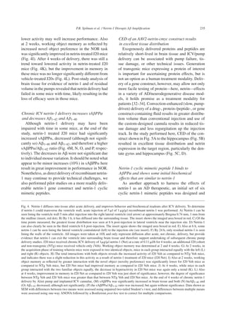 P.R. Spilman et al. / Netrin-1 Disrupts Aβ Ampliﬁcation 235
lower activity may well increase performance. Also
at 2 weeks, working object memory as reﬂected by
increased novel object preference in the NOR task
was signiﬁcantly improved in netrin-treated J20 mice
(Fig. 4I). After 4 weeks of delivery, there was still a
trend toward lowered activity in netrin-treated J20
mice (Fig. 4K), but the improvement in memory in
these mice was no longer signiﬁcantly different from
vehicle-treated J20s (Fig. 4L). Post-study analysis of
brain tissue for evidence of netrin-1 and of residual
volume in the pumps revealed that netrin delivery had
failed in some mice with time, likely resulting in the
loss of efﬁcacy seen in those mice.
Chronic ICV netrin-1 delivery increases sAβPPα
and decreases Aβ1-42 and Aβ1-40
Although netrin-1 delivery may have been
impaired with time in some mice, at the end of the
study, netrin-1 treated J20 mice had signiﬁcantly
increased sA␤PP␣, decreased (although not signiﬁ-
cantly so) A␤1-40 and A␤1-42, and therefore a higher
sA␤PP␣/A␤1-42 ratio (Fig. 4M, N, O, and P, respec-
tively). The decreases in A␤ were not signiﬁcant due
to individual mouse variation. It should be noted what
appear to be minor increases (10%) in sA␤PP␣ here
result in great improvement in performance in NOR.
Nonetheless, as direct delivery of recombinant netrin-
1 may continue to provide technical challenges, we
also performed pilot studies on a more readily deliv-
erable netrin-1 gene construct and netrin-1 cyclic
mimetic peptides.
CED of an AAV2-netrin-cmyc construct results
in excellent tissue distribution
Exogenously delivered proteins and peptides are
relatively short-lived in brain tissue and ICV/pump
delivery can be associated with pump failure, tis-
sue damage, or other technical issues. Generation
of transgenic mice expressing a protein of interest
is important for ascertaining protein effects, but is
not an option as a human treatment modality. Deliv-
ery of a gene construct, however, may allow not only
more facile testing of protein—here, netrin—effects
in a variety of AD/neurodegenerative disease mod-
els, it holds promise as a treatment modality for
patients [32–34]. Convection-enhanced (slow, pump-
driven) delivery of a drug-, protein-/peptide-, or gene
construct-containing ﬂuid results in greater distribu-
tion volume than conventional injection and use of
the custom-designed cannula results in reduced tis-
sue damage and less regurgitation up the injection
track. In the study performed here, CED of the con-
struct shown in Fig. 5A to the hippocampus (Fig. 5B)
resulted in excellent tissue distribution and netrin
expression in the target region, particularly the den-
tate gyrus and hippocampus (Fig. 5C, D).
Netrin-1 cyclic mimetic peptide 1 binds to
AβPPα and shows some initial biochemical
effects that are similar to netrin-1
As another approach to harness the effects of
netrin-1 as an AD therapeutic, an initial set of six
cyclic netrin-1 mimetic peptides was designed and
Fig. 4. Netrin-1 diffuses into tissue after acute delivery, and improves behavior and biochemical readouts after ICV delivery. To determine
if netrin-1 could transverse the ventricle wall, acute injection of 5 ␮l of 1 ␮g/␮l recombinant netrin-1 was performed. A) Netrin-1 can be
seen lining the ventricle wall 5 min after injection into the right lateral ventricle (red arrow) at approximately Bregma 0.74 mm, 1 mm from
the midline (insert, red dot). B) By 1 h, it has diffused into the surrounding tissue. The insert shows the imaged area boxed in red. C) Of the
time points measured, the greatest tissue distribution was seen at 6 h post-injection in lateral ventricle near the injection site. D) Netrin-1
can also clearly be seen in the third ventricle 6 h post-injection. The insert again shows the imaged area boxed in red. E) Also at 6 h, some
netrin-1 can be seen lining the lateral ventricle contralateral (left) to the injection site (see insert). F) By 24 h, only residual netrin-1 is seen
lining the walls of the ventricle. All images were taken at 10X and only represent diffusion after acute, not chronic, delivery, but provide
evidence that netrin-1 can exit the ventricle into surrounding brain tissue and therefore support undertaking of subsequent chronic pump
delivery studies. J20 mice received chronic ICV delivery of 1␮g/␮l netrin-1 (Net) at a rate of 0.11 ␮l/h for 4 weeks; an additional J20 cohort
and non-transgenic (NTg) mice received vehicle-only (Veh). Working object memory was determined at 2 and 4 weeks. G) At 2 weeks, in
the acquisition phase of training wherein mice were exposed to two identical objects, mice in each group interacted equally with the left (L)
and right (R) objects. H) The total interactions with both objects reveals the increased activity of J20 Veh as compared to NTg Veh mice,
and indicates there was a slight reduction in this activity as a result of netrin-1 treatment of J20 mice (J20 Net). I) Also at 2 weeks, working
object memory as reﬂected by greater interaction with the novel object (novelty preference) was signiﬁcantly lower for J20 Veh mice as
compared to NTg Veh mice, but J20 Net mice had improved memory as compared to J20 Veh mice. J) At 4 weeks, while mice in each
group interacted with the two familiar objects equally, the decrease in hyperactivity in J20 Net mice was again only a trend (K). L) Also
at 4 weeks, improvement in memory in J20 Net as compared to J20 Veh was just short of signiﬁcance; however, the degree of signiﬁcance
between NTg Veh and J20 Veh mice was greater than that between NTg Veh and J20 Net mice. At the end of 4 weeks of chronic netrin-1
delivery by Alzet pump and implanted ICV cannulae, (M) sA␤PP␣ was signiﬁcantly increased in brain tissue and both (N) huA␤1-40 and
(O) A␤1-42 decreased, although not signiﬁcantly; (P) the sA␤PP␣/A␤1-42 ratio was increased, but again without signiﬁcance. Data shown as
SEM with differences between two means were assessed using unpaired two-tailed Student’s t-test, and differences between multiple means
were assessed using one-way ANOVA followed by a Bonferroni post-hoc test to correct for multiple comparisons.
 