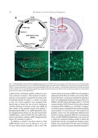 236 P.R. Spilman et al. / Netrin-1 Disrupts Aβ Ampliﬁcation
Fig. 5. Good distribution achieved after intrahippocampal injection of AAV2-netrin-cmyc in mice. An AAV2-netrin-1-cmyc construct under
the control of the CMV promoter (A) was injected into the hippocampus (red arrow, B) of C57Bl6/J mice using convection-enhanced delivery
(CED). A image representative of ﬂuorescent immunolabeling of the cmyc tag on netrin-1 from the three injected mice from the area boxed
in (B) is shown in (C). It, and the higher magniﬁcation image of the boxed area in (C) shown in (D), reveals good expression in the dentate
gyrus and CA3 region of the hippocampus.
synthesized by solid phase peptide synthesis to pro-
vide a mimetic of netrin-1. The structure of netrin-1
mimetic cyclic peptide 1, designed from a loop in the
N-terminal domain of netrin-1, is shown in orange
in Fig. 6A. Cyclic peptides were designed from
netrin loops to mimic the site of active interaction
with the molecule of interest, in this case A␤PP. In
pilot studies of the peptides tested, only peptide 1
phosphorylated ERK in an A␤PP-dependent man-
ner (Supplementary Figure 3A, B) and increased the
sA␤PP␣/A␤1-42 ratio in CHO-7W cells stably trans-
fected with human wildtype A␤PP (Supplementary
Figure 3C) similarly to netrin-1.
In addition, as netrin-1 has been shown to bind
A␤PP directly [14] it was of interest to us to see
in cyclic netrin mimetic peptide 1 did as well. The
surface plasmon resonance (SPR) of cyclic peptide 1
obtained with the Biacore T100 is seen in Fig. 6B-E.
Figure 6B shows a sensogram obtained for peptide 1
for0–16.7 ␮Mpeptidepumpedat20 ␮lperminin1%
DMSO, 20 mM sodium phosphate pH 6.7, 125 mM
sodiumchloride,0.05%Tween20overaﬂowchannel
containing TRX-eA␤PP575-624 (20 kDa). Compari-
sonoftheresponseatequilibriumforallthreepeptides
tested at pH 6.7 is seen in Fig. 6C. The response for
peptides 2 and 3 was not signiﬁcantly different from
the ﬂow channel containing TRX for concentrations
below 10 ␮M. PRISM (GraphPad Inc) was used to ﬁt
a single-site saturation binding model in which the
background and the non-signiﬁcant binding contri-
butions were constrained to be the same for all three
peptides tested. The sensogram obtained for peptide 1
 