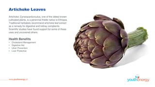 Artichoke Leaves
Artichoke, Cynaracardunculus, one of the oldest known
cultivated plants, is a perennial thistle native to Ethiopia.
Traditional herbalists recommend artichoke leaf extract
as a remedy for digestive and kidney complaints.
Scientific studies have found support for some of these
uses and uncovered others.
Health Benefits
• Cholesterol Management
• Digestive Aid
• Ulcer Prevention
• Liver Protective
www.youthenergy.uk
 