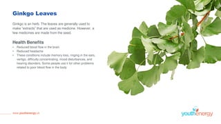 Ginkgo Leaves
Ginkgo is an herb. The leaves are generally used to
make “extracts” that are used as medicine. However, a
few medicines are made from the seed.
Health Benefits
• Reduced blood flow in the brain
• Reduced headache
• These conditions include memory loss, ringing in the ears,
vertigo, difficulty concentrating, mood disturbances, and
hearing disorders. Some people use it for other problems
related to poor blood flow in the body
www.youthenergy.uk
 