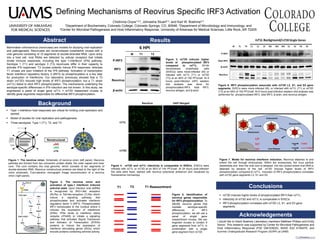 Defining Mechanisms of Reovirus Specific IRF3 Activation
Chidinma Onyia1,2,3, Johnasha Stuart2,3, and Karl W. Boehme2,3
1Department of Biochemistry, Colorado College, Colorado Springs, CO, 80946, 2Department of Microbiology and Immunology, and
3Center for Microbial Pathogenesis and Host Inflammatory Response, University of Arkansas for Medical Sciences, Little Rock, AR 72205
Abstract
Mammalian orthoreovirus (reoviruses) are models for studying viral replication
and pathogenesis. Reoviruses are nonenveloped icosahedral viruses with a
viral genome consisting of 10 segments of double-stranded RNA. Upon entry
into a host cell, viral RNAs are detected by cellular receptors that initiate
innate immune responses, including the type 1-interferon (IFN) pathway.
Serotype 1 (T1) and serotype 3 (T3) reoviruses differ in their capacity to
activate IFN responses. T3 viruses potently induce IFN responses, whereas
T1 viruses are poor initiators of the IFN pathway. Activation of transcription
factor interferon regulatory factory 3 (IRF3) by phosphorylation is a key step
for production of interferons. Our laboratory previously showed that a T3
strain (rsT3D) induced high levels of IRF3 phosphorylation, but a T1 strain
(rsT1L) failed to elicit IRF3 phosphorylation. The mechanisms underlying the
serotype-specific differences in IFN induction are not known. In this study, we
engineered a panel of single gene rsT1L × rsT3D reassortant viruses to
identify gene segments responsible for differential IRF3 phosphorylation.
Background
 Type 1-interferon host responses are critical for limiting viral replication and
spread.
 Model of studies for viral replication and pathogenesis
 Three serotypes: Type 1 (T1), T2, and T3
Acknowledgements
Results
I would like to thank Boehme Laboratory members Matthew Phillips and Emily
Simon. This research was supported by Center for Microbial Pathogenesis and
Host Inflammatory Response (P20 GM103625), NIAID K22 A194079, and
Summer Undergraduate Research Program (SURP) at UAMS.
Conclusions
 rsT3D induces higher levels of phosphorylated IRF3 than rsT1L.
 Infectivity of rsT3D and rsT1L is comparable in SVECs.
 IRF3 phosphorylation correlates with rsT3D L3, S1, and S3 gene
segments.
Figure 3. rsT3D induces higher
levels of phosphorylated IRF3
compared to rsT1L. SV-40
immortalized endothelial cells
(SVECs) were mock-infected (M) or
infected with rsT1L (T1) or rsT3D
(T3) at an MOI of 100 PFU/cell. At 6
hours post-Infection (HPI) western
blot analysis was done for
phosphorylated-IRF3, total IRF3,
reovirus antigen, and β-actin.
Figure 6. IRF3 phosphorylation associate with rsT3D L3, S1, and S3 gene
segments. SVECs were mock-infected (M), or infected with rsT1L (T1) or rsT3D
(T3) at an MOI of 100 PFU/cell. At 6 hours post-infection western blot analysis was
performed for phosphorylated-IRF3, total IRF3, β-actin, and reovirus antigen.
Figure 2. The reovirus virion and
activation of type-1 interferon induced
antiviral state. Upon infection viral dsRNA
is recognized by RIG-I-like receptors
(RLRs) or Toll-like-receptors (TLRs) which
induce a signaling pathway that
phosphorylates and activates interferon
regulatory factor 3 (IRF3). Phosphorylated
IRF3 translocates to the nucleus where it
induces the expression of interferons
(IFNs). IFNs binds to interferon alpha
receptor (IFNAR) to initiate a signaling
pathway that activates Signal Transducer
and Activator of Transcription (STATs)
proteins to induce the expression of
interferon stimulating genes (ISGs), which
encode proteins containing antiviral activity.
Figure 4. rsT3D and rsT1L infectivity is comparable in SVECs. SVECs were
infected with rsT1L or rsT3D at an MOI of 100 PFU/cell. At 24 hours post-infection
the cells were fixed, stained with reovirus polyclonal antiserum and visualized by
fluorescence microscopy.
Figure 7. Model for reovirus interferon induction. Reovirus attaches to and
enters the cell through endocytosis. Within the endosomes, the virus particle
dissembles and then the viral core is released into the cytosol where viral RNA is
detected by sensors of the cell. rsT3D induces higher levels of IRF3
phosphorylation compared to rsT1L. Induction of IRF3 phosphorylation correlates
with rsT3D gene segments L3, S1 and S3.
mNS
sNS
s1s
Nonstructural
Figure 1. The reovirus virion. Schematic of reovirus virion (left panel). Reovirus
particles are formed from two concentric protein shells, the outer capsid and inner
core. The core contains the viral genome, which consists of ten segments of
double-stranded RNA. Reovirus nonstructural proteins are listed to the right of the
virion schematic. Cryo-electron micrograph image reconstruction of a reovirus
virion (right panel).
6 HPI
M T1 T3
P-IRF3
IRF3
Reovirus
β-actin
N=8
T1 T3 T1 Reassortment
Figure 5. Identification of
reovirus genes responsible
for IRF3 phosphorylation. To
identify reovirus genes that
mediate serotype-specific
differences in IRF3
phosphorylation, we will use a
panel of single gene
reassortment viruses. We can
engineer viruses to contain 9
gene segments from rsT1L in
combination with a single
gene segment from rsT3D.
 