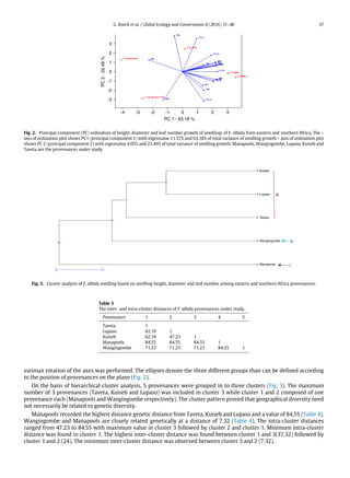 G. Koech et al. / Global Ecology and Conservation 8 (2016) 31–40 37
3
2
1
0
-1
-2
-3
321
PC 1 - 63.18 %
PC2-22.49%
0-1-2-3-4
Fig. 2. Principal component (PC) ordination of height, diameter and leaf number growth of seedlings of F. albida from eastern and southern Africa. The –
axis of ordination plot shows PC1 (principal component 1) with eigenvalue 11.37% and 63.18% of total variance of seedling growth – axis of ordination plot
shows PC 2 (principal component 2) with eigenvalue 4.05% and 22.49% of total variance of seedling growth. Manapools, Wangingombe, Lupaso, Kuiseb and
Taveta are the provenances under study.
0 10
iii
ii
iManapools
Wangingombe
Taveta
Lupaso
Kuiseb
Fig. 3. Cluster analysis of F. albida seedling based on seedling height, diameter and leaf number among eastern and southern Africa provenances.
Table 3
The inter- and intra-cluster distances of F. albida provenances under study.
Provenance 1 2 3 4 5
Taveta 1
Lupaso 62.19 1
Kuiseb 62.19 47.23 1
Manapools 84.55 84.55 84.55 1
Wangingombe 71.23 71.23 71.23 84.55 1
varimax rotation of the axes was performed. The ellipses denote the three different groups than can be defined according
to the position of provenances on the plane (Fig. 2).
On the basis of hierarchical cluster analysis, 5 provenances were grouped in to three clusters (Fig. 3). The maximum
number of 3 provenances (Taveta, Kuiseb and Lupaso) was included in cluster 3 while cluster 1 and 2 composed of one
provenance each (Manapools and Wangingombe respectively). The cluster pattern proved that geographical diversity need
not necessarily be related to genetic diversity.
Manapools recorded the highest distance genetic distance from Taveta, Kuiseb and Lupaso and a value of 84.55 (Table 4).
Wangingombe and Manapools are closely related genetically at a distance of 7.32 (Table 4). The intra-cluster distances
ranged from 47.23 to 84.55 with maximum value in cluster 3 followed by cluster 2 and cluster 1. Minimum intra-cluster
distance was found in cluster 1. The highest inter-cluster distance was found between cluster 1 and 3(37.32) followed by
cluster 1 and 2 (24). The minimum inter-cluster distance was observed between cluster 3 and 2 (7.32).
 