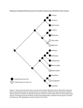 !
Maximum!Likelihood!Reconstruction!of!Caudal!Luring!in!New!World!Pit!Viper!Genera!
!
!
Figure!1:!GenusQlevel!ancestral!state!reconstruction!of!New!World!pit!vipers.!Black!dots!represent!
genera!containing!at!least!one!species!known!to!caudal!lure.!White!dots!represent!genera!without!
species!known!to!caudal!lure,!though!the!absence!of!such!an!observation!does!not!necessarily!mean!
species!in!that!genus!do!not!perform!caudal!luring.!Rattlesnakes!comprise!the!two!genera!Crotalus!
and!Sistrurus.!This!phylogeny!is!based!on!Pyron!et!al.!2013.!
 