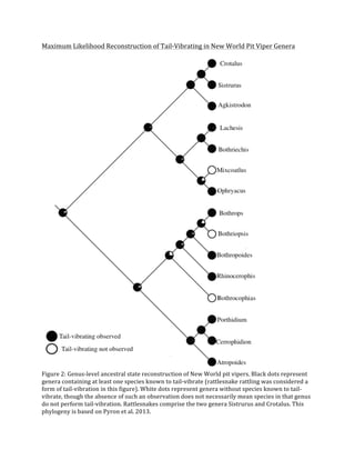 !
Maximum!Likelihood!Reconstruction!of!TailQVibrating!in!New!World!Pit!Viper!Genera!
!
!
Figure!2:!GenusQlevel!ancestral!state!reconstruction!of!New!World!pit!vipers.!Black!dots!represent!
genera!containing!at!least!one!species!known!to!tailQvibrate!(rattlesnake!rattling!was!considered!a!
form!of!tailQvibration!in!this!figure).!White!dots!represent!genera!without!species!known!to!tailQ
vibrate,!though!the!absence!of!such!an!observation!does!not!necessarily!mean!species!in!that!genus!
do!not!perform!tailQvibration.!Rattlesnakes!comprise!the!two!genera!Sistrurus!and!Crotalus.!This!
phylogeny!is!based!on!Pyron!et!al.!2013.!
 