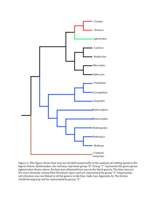 !
!
Figure!3:!This!figure!shows!how!taxa!are!divided!numerically!in!the!analyses!of!rattling!speed!in!the!
figures!below.!Rattlesnakes,!the!red!taxa,!represent!group!“0.”!Group!“1”!represents!the!green!genus!
Agkistrodon!shown!above.!No!data!was!obtained!from!taxa!in!the!black!genera.!The!blue!taxa!are!
the!more!distantly!related!New!World!pit!vipers!and!are!represented!by!group!“2.”!Importantly,!
tailQvibration!was!not!filmed!in!all!the!genera!in!the!blue!clade!(see!Appendix!A).!The!brown!
Colubrid!outgroup!will!be!represented!by!group!“3.”!!
 
