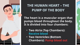 THE HUMAN HEART – THE
PUMP OF THE BODY
The heart is a muscular organ that
pumps blood throughout the body.
It is divided into four chambers:
• Two Atria (Top Chambers):
Receive blood
• Two Ventricles (Bottom
Chambers): Pump blood out
 