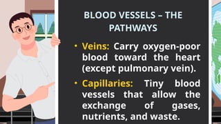 BLOOD VESSELS – THE
PATHWAYS
• Veins: Carry oxygen-poor
blood toward the heart
(except pulmonary vein).
• Capillaries: Tiny blood
vessels that allow the
exchange of gases,
nutrients, and waste.
 