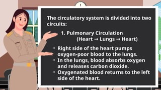 1. Pulmonary Circulation
(Heart Lungs Heart)
→ →
The circulatory system is divided into two
circuits:
• Right side of the heart pumps
oxygen-poor blood to the lungs.
• In the lungs, blood absorbs oxygen
and releases carbon dioxide.
• Oxygenated blood returns to the left
side of the heart.
 
