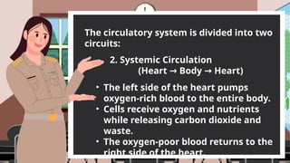 2. Systemic Circulation
(Heart Body Heart)
→ →
The circulatory system is divided into two
circuits:
• The left side of the heart pumps
oxygen-rich blood to the entire body.
• Cells receive oxygen and nutrients
while releasing carbon dioxide and
waste.
• The oxygen-poor blood returns to the
right side of the heart.
 