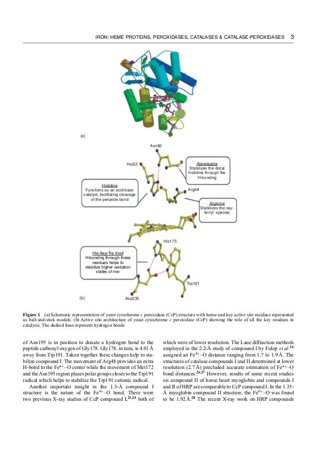dry yeast and hydrogen peroxide acid base catalysis This is a key reaction of hydrogen peroxide hydrogen peroxide solutions (3-30%) are used for bleaching (pulp, paper, straw, leather, hair, etc) and to treat wounds. dry yeast and hydrogen peroxide acid base catalysis This is a key reaction of hydrogen peroxide hydrogen peroxide solutions (3-30%) are used for bleaching (pulp, paper, straw, leather, hair, etc) and to treat wounds.